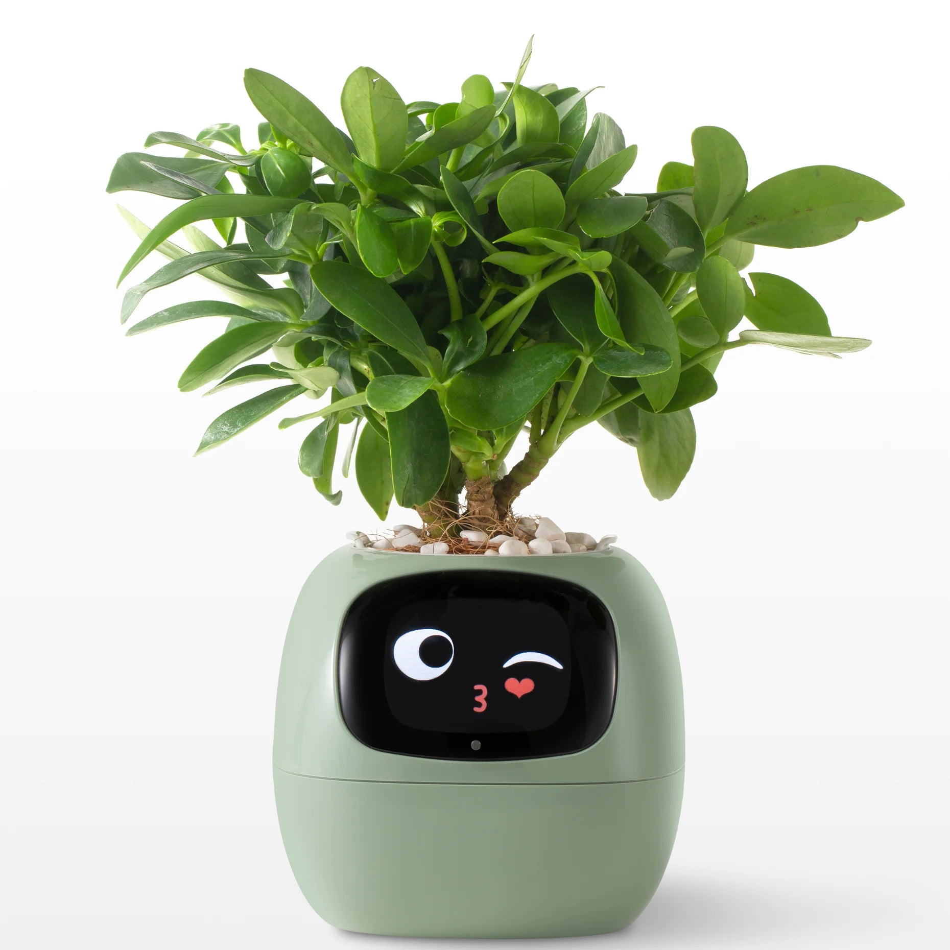 FloraBeat™ — The Smart Planter That Keeps Plants Alive